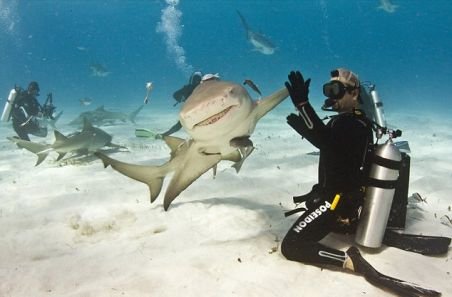 Curaj nebun! A bătăt palma cu un rechin fioros, dar zâmbitor