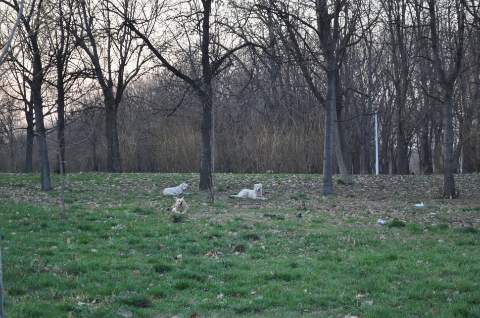 Admiraţi natura, inspiraţi aer proaspăt! Ce văd bucureştenii când ies la plimbare în parcuri 138495