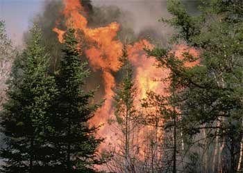 Focul a făcut prăpăd în mai multe rezervaţii naturale din ţară. Zeci de hectare de pădure, pârjolite până la rădăcină 