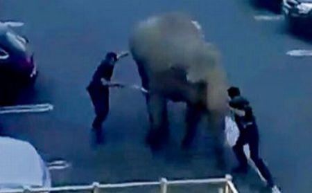 Nu a vrut să facă baie şi pace. Un elefant a ieşit la plimbare într-un oraş din Irlanda 139086