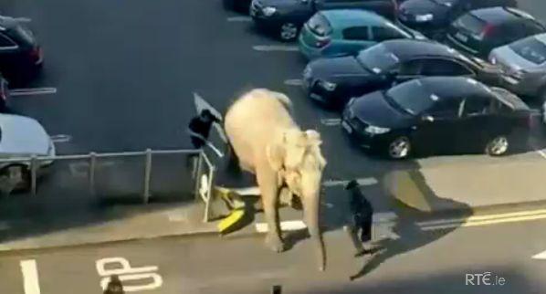 Nu a vrut să facă baie şi pace. Un elefant a ieşit la plimbare într-un oraş din Irlanda 139087