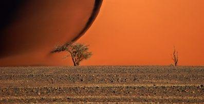 Pomul vieţii din deşert în imaginea pe care pământul era să o îngroape pentru totdeauna 139187