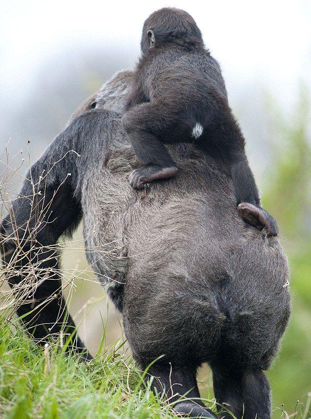 Ce egoistă! O gorilă arţăgoasă nu a vrut să-şi împartă banana cu puiul ei 139556