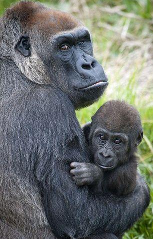 Ce egoistă! O gorilă arţăgoasă nu a vrut să-şi împartă banana cu puiul ei 139557