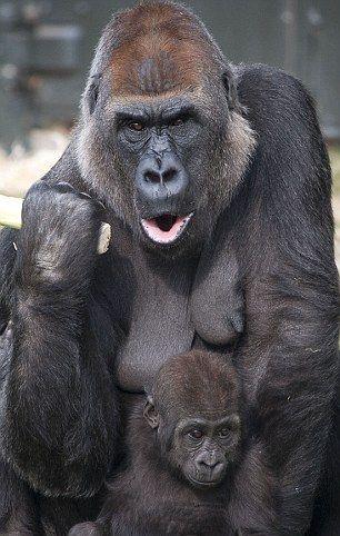 Ce egoistă! O gorilă arţăgoasă nu a vrut să-şi împartă banana cu puiul ei 139558