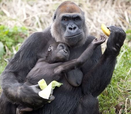 Ce egoistă! O gorilă arţăgoasă nu a vrut să-şi împartă banana cu puiul ei