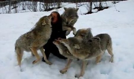 Imagini uimitoare! O haită de lupi s-a năpustit asupra unei femei! 