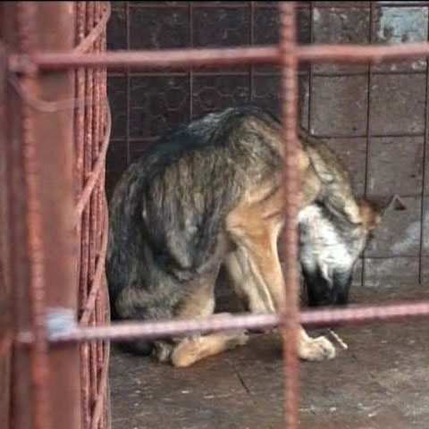 Adăpostul de câini din Sighetul Marmaţiei e un veritabil centru de exterminare. Animalele au ajuns să se mănânce între ele