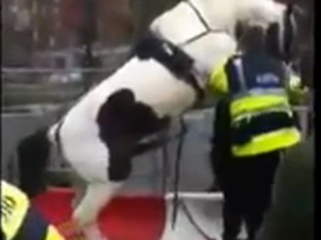 Funny! Un cal excitat se năpusteşte asupra unui poliţist