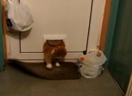 Uite cum se zbate o pisică grasă să treacă prin uşa specială pentru ea