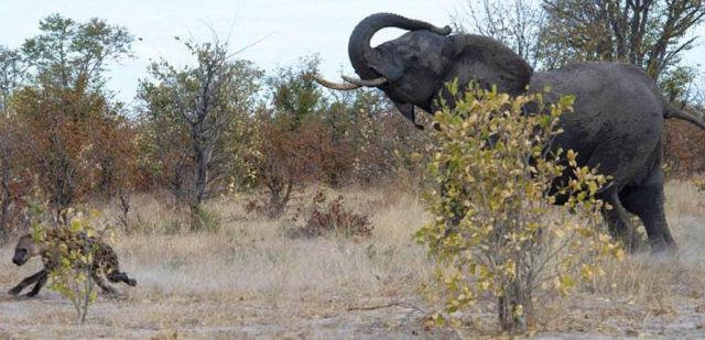 Imaginile de la care oamenii au de învăţat. Este gata să plătească cu propria-i viaţă pentru a-şi salva puiul 140244