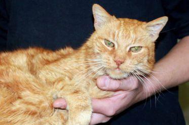 Incredibil! O femeie din Germania şi-a regăsit pisica după 15 ani de căutări 140457