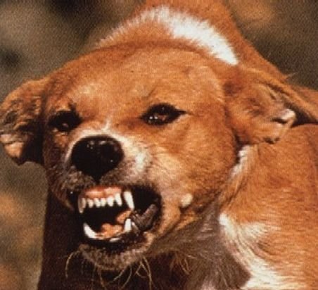 O bulgăroaică muşcată de câinii fără stăpân primeşte despăgubiri de 2.000 de euro de la primărie