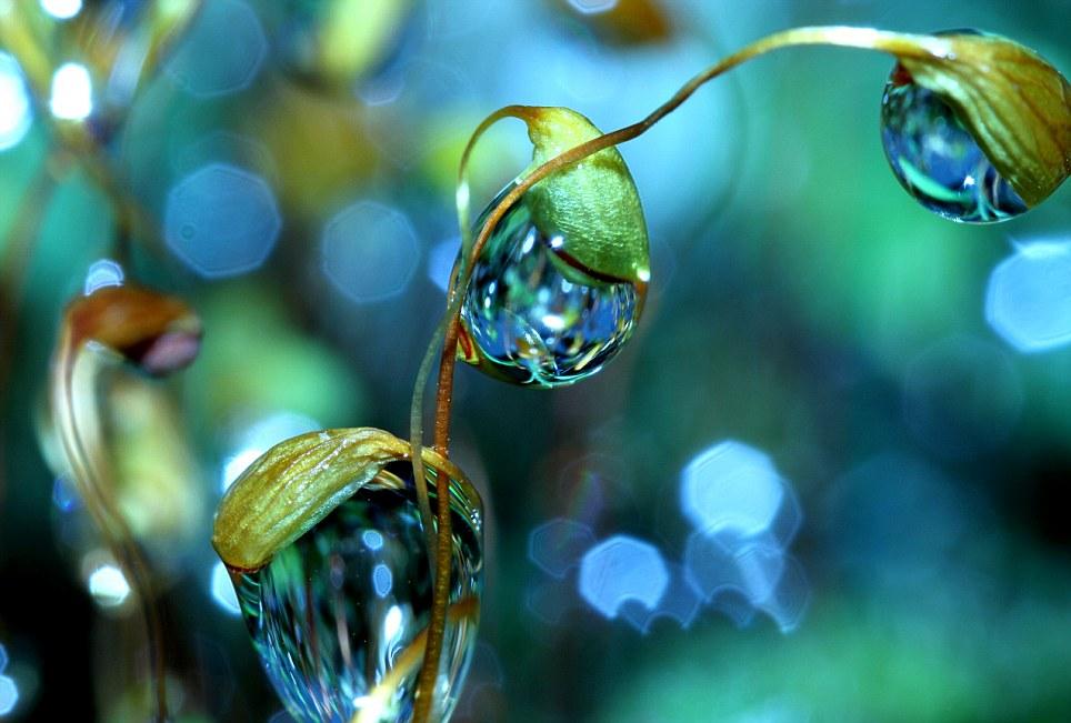 Vezi aici cum arată natura de aproape! 140791