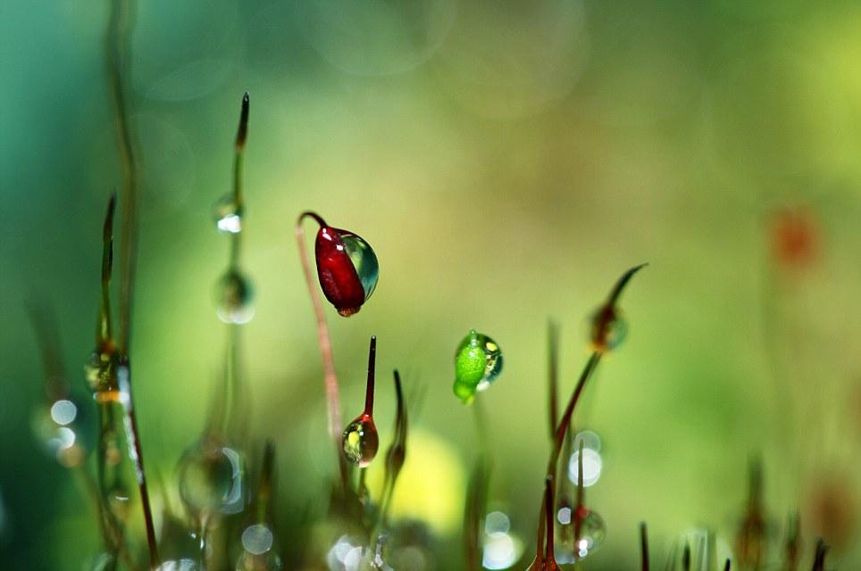 Vezi aici cum arată natura de aproape! 140795