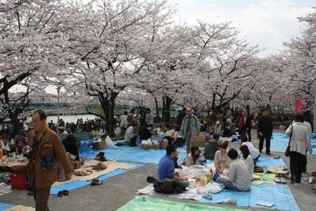 Festivalul florilor de cireş, Hanami, atrage mii de turişti în Japonia