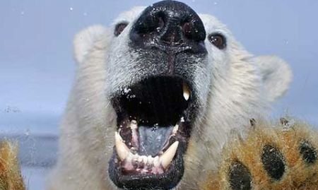 O boală misterioasă afectează urşii polari. Animalele rămân fără păr şi au leziuni inexplicabile pe piele