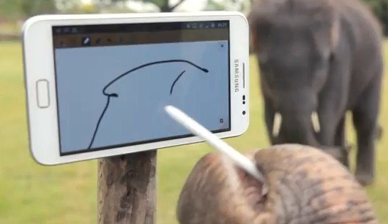 INCREDIBIL! Primul elefant dotat cu tabletă. Face poze, cântă la pian şi desenează ca un om