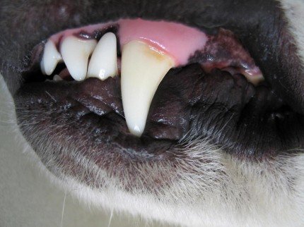 Legea câinilor fără stăpân. Prefectura Capitalei cere eutanasierea maidanezilor agresivi, sau cu boli transmisibile la om