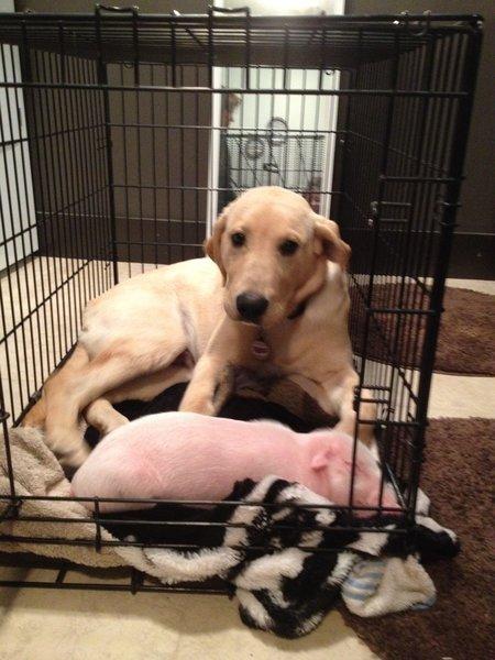 Prietenia nu ţine cont de rasă. Un purceluş şi un câine au devenit...fraţi vitregi 142089