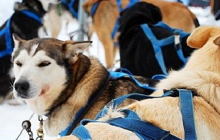 Masacru inimaginabil. Un canadian a ucis până la 100 de câini husky după Jocurile Olimpice de Iarnă