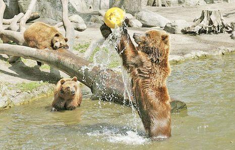 Pasionaţi de volei, aceşti urşi au devenit &quot;sportivi de performanţă&quot; 143656