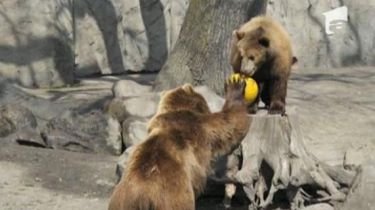 Pasionaţi de volei, aceşti urşi au devenit &quot;sportivi de performanţă&quot;