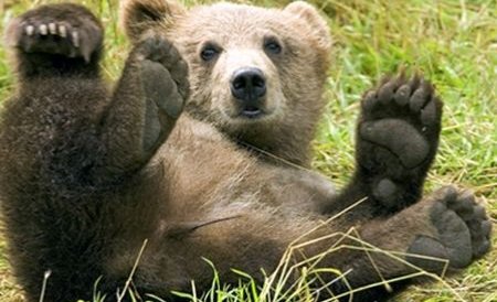 Urşii din masivul Bucegi au ieşit din bârlog şi fac deliciul turiştilor