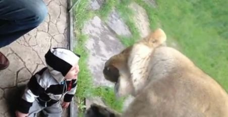 Părinţi amuzaţi la grădina zoologică: Un leu nu reuşeşte să ajungă la copilul lor