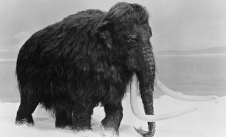 Cel mai mic mamut identificat vreodată a trăit pe insula Creta. Un „greu“ veritabil la numai 1,13 m înălţime