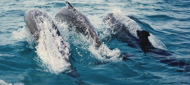 Întind o aripioară de ajutor: Delfinii care ajută pescarii brazilieni să prindă peşte 