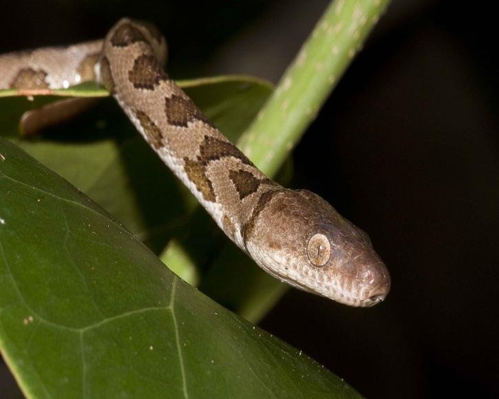 15 pui de şarpe boa au venit pe lume la grădina zoologică din Râmnicu Vâlcea