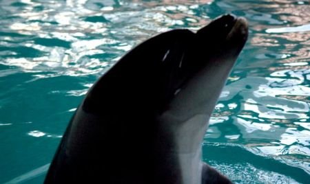 Masacru în Marea Neagră. 18 delfini, printre care şi pui, şi-au găsit sfârşitul în plasele braconierilor