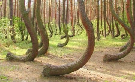 Pădurea Curbată din Polonia, fenomenul care a uimit întreaga lume. Nimeni nu a găsit o explicaţie pentru ce se întâmplă acolo 