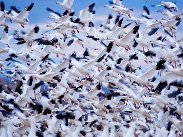 Viaţa, ca un zbor de păsări, în înaltul cerului. Cele mai frumoase fotografii din 2012 marca National Geographic