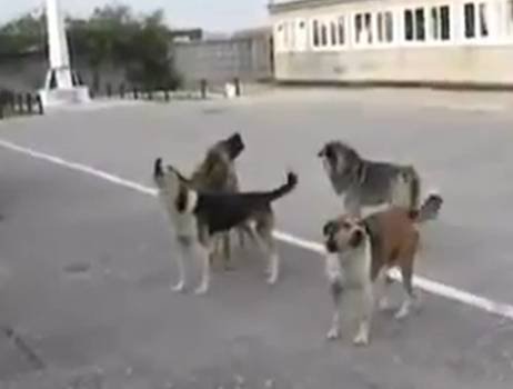 În Rusia, până şi câinii maidanezi cântă imnul naţional