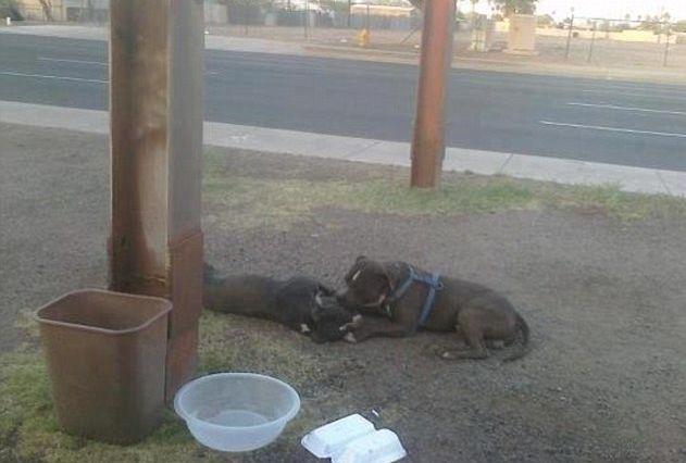 Poza care demonstrează că animalele au suflet. Povestea acestei imagini te va impresiona până la lacrimi 148076