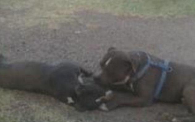 Poza care demonstrează că animalele au suflet. Povestea acestei imagini te va impresiona până la lacrimi 148077