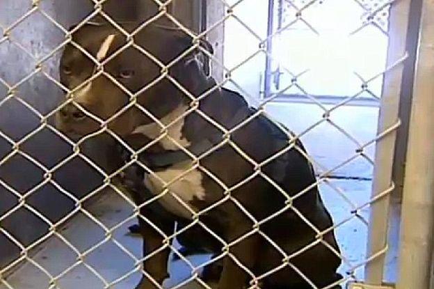 Poza care demonstrează că animalele au suflet. Povestea acestei imagini te va impresiona până la lacrimi 148078