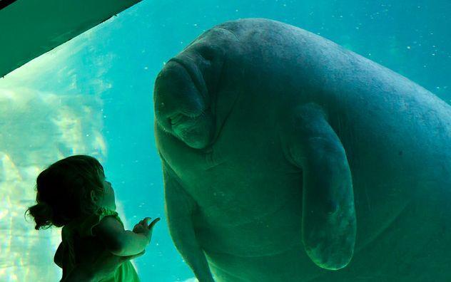 Imaginea care a impresionat internetul. Momentul magic în care un copil întâlneşte pentru prima oară în viaţă un lamantin 148238