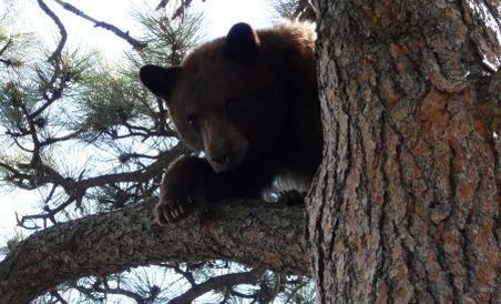 Pentru ce mai intervin pompierii? Un urs a adormit într-un copac dintr-un cartier rezidenţial