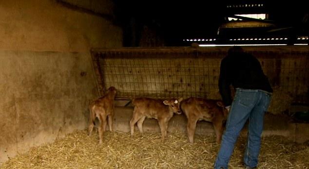 Imaginea ascunde un detaliu sfâşietor. Industria care i-a transformat pe oameni în criminali 149167