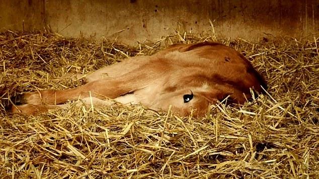 Imaginea ascunde un detaliu sfâşietor. Industria care i-a transformat pe oameni în criminali 149172