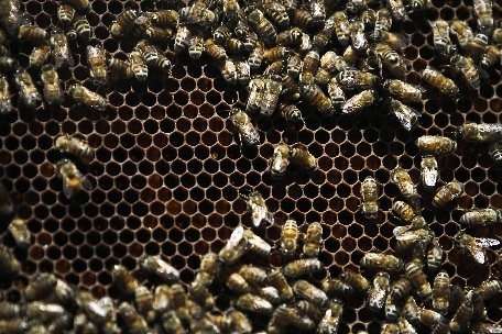 Iaşi. Un bărbat a murit după ce a fost înţepat de o albină
