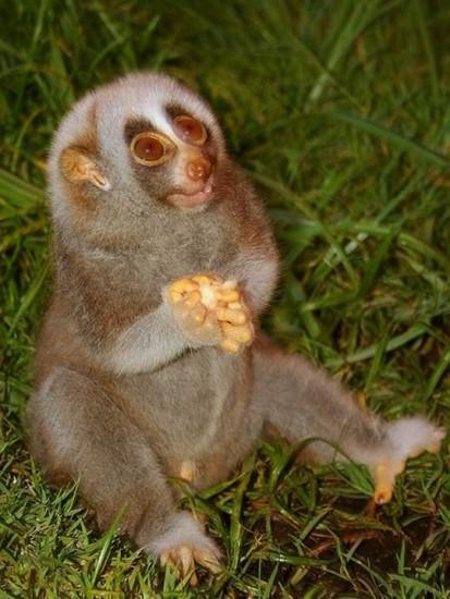 Cele mai drăguţe necuvântătoare. Un top dedicat iubitorilor de animale 149922