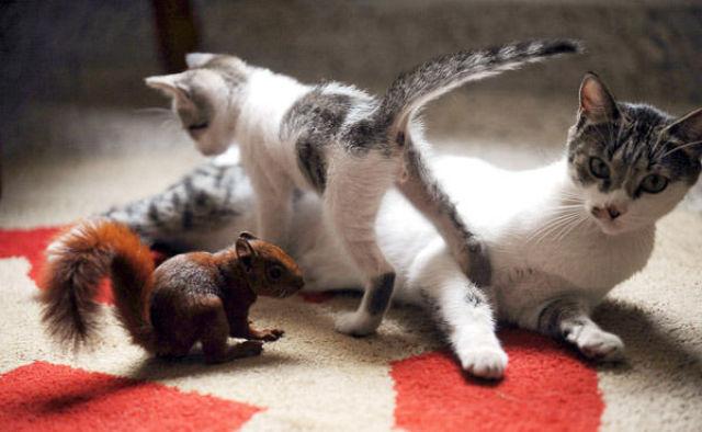 Cele mai drăguţe necuvântătoare. Un top dedicat iubitorilor de animale 149927