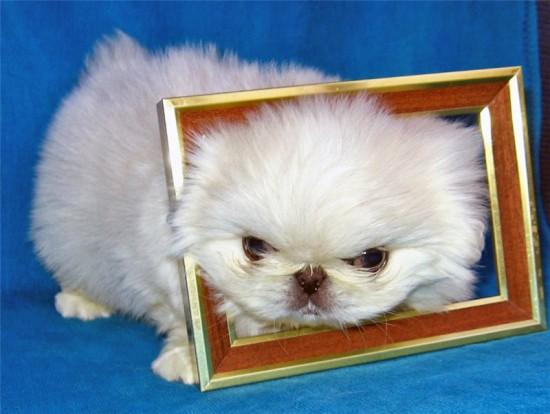 Cele mai drăguţe necuvântătoare. Un top dedicat iubitorilor de animale 149932