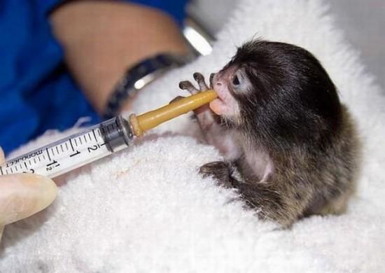 Cele mai drăguţe necuvântătoare. Un top dedicat iubitorilor de animale 149933