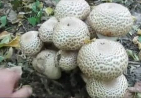 17 persoane din Târgu Jiu s-au intoxicat cu ciuperci otrăvitoare