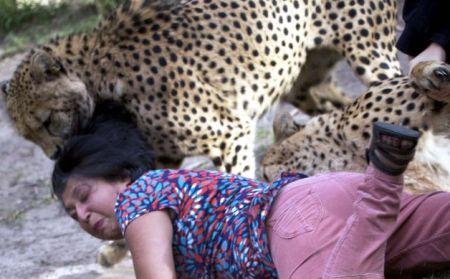 Doi gheparzi au scăpat de la grădina zoologică. Cum gestionează autorităţile austriece situaţia 150012